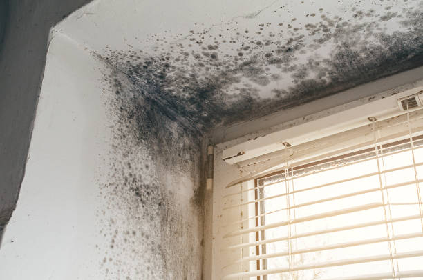 Affordable Bathroom Mold Removal solutions in Marshall, VA